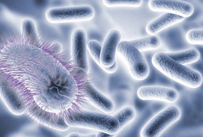 沙門氏菌感染症狀